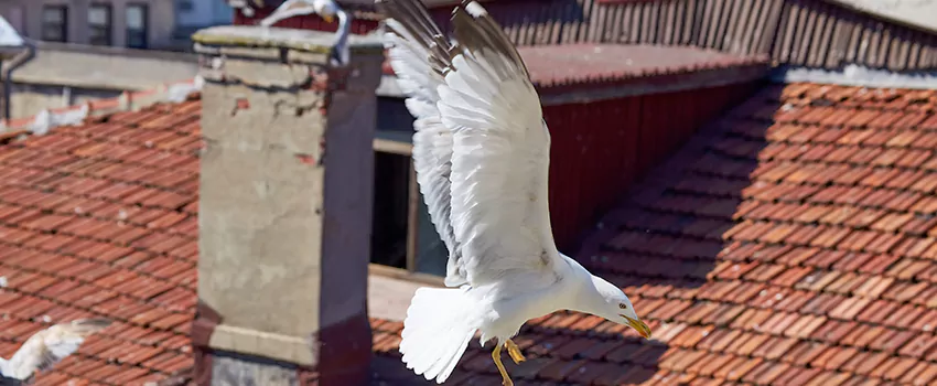 Residential Chimney Animal Removal Solution in Taylorsville, UT