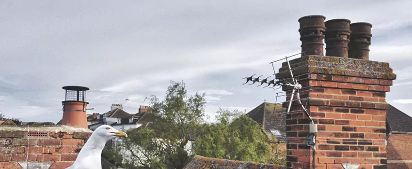 Chimney Cleaning And Restoration in Taylorsville, Utah